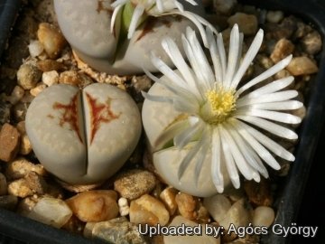 24470 agocs Agócs György