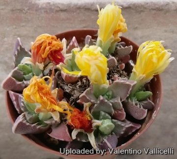 29907 valentino Valentino Vallicelli