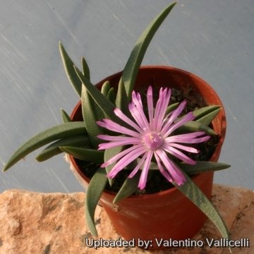 9540 valentino Valentino Vallicelli