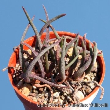 11900 valentino Valentino Vallicelli