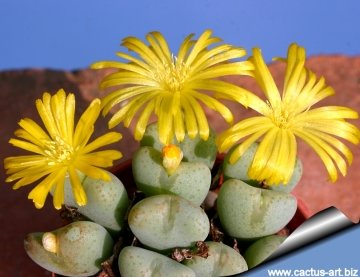 10634 cactus-art Cactus Art