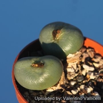 25683 valentino Valentino Vallicelli