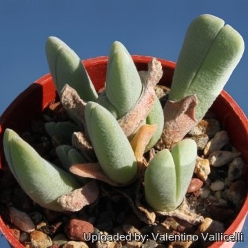 15250 valentino Valentino Vallicelli