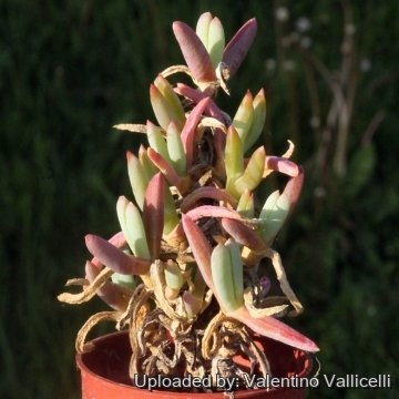 15957 valentino Valentino Vallicelli