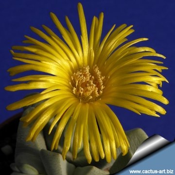 14864 cactus-art Cactus Art