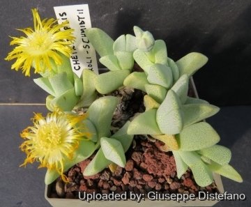 23253 giuseppe2 Giuseppe Distefano