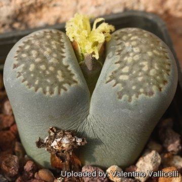 16938 valentino Valentino Vallicelli