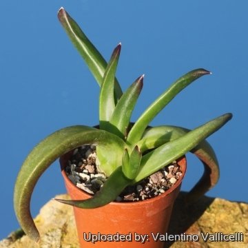 25522 valentino Valentino Vallicelli