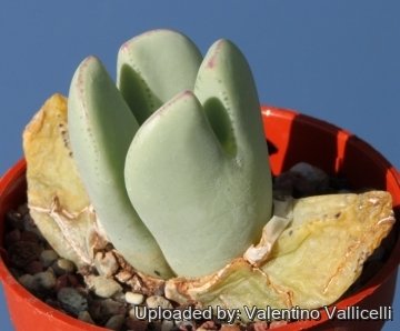 14841 valentino Valentino Vallicelli