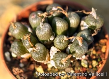 25552 valentino Valentino Vallicelli