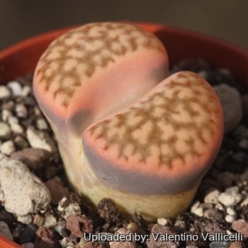 18495 valentino Valentino Vallicelli