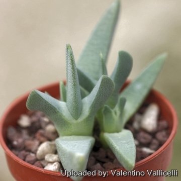 18541 valentino Valentino Vallicelli