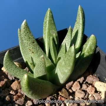 27849 valentino Valentino Vallicelli