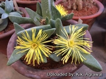 21717 agrawal K.k. Agrawal