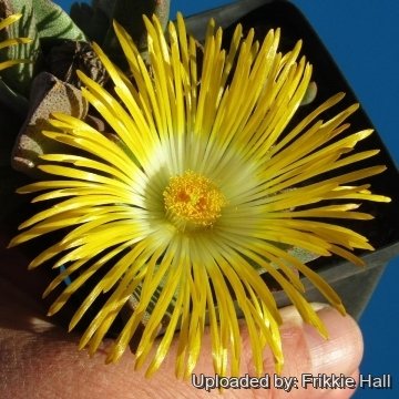 27017 frikkie Frikkie Hall