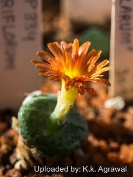 21911 agrawal K.k. Agrawal 