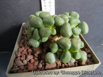 22130 giuseppe2 Giuseppe Distefano