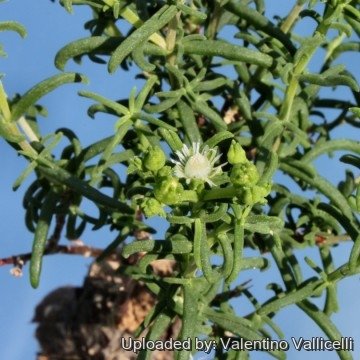 2330 valentino Valentino Vallicelli