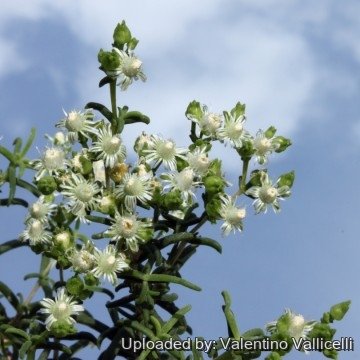 2331 valentino Valentino Vallicelli