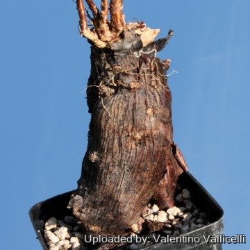 2326 valentino Valentino Vallicelli