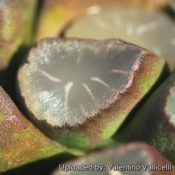 16676 valentino Valentino Vallicelli