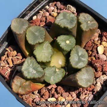 16677 valentino Valentino Vallicelli