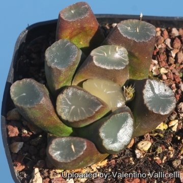 16678 valentino Valentino Vallicelli