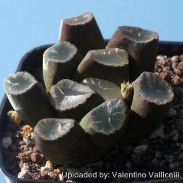 16679 valentino Valentino Vallicelli