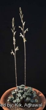 19728 agrawal K.k. Agrawal 