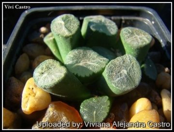 21644 viviana Viviana Alejandra Castro