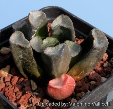 4282 valentino Valentino Vallicelli