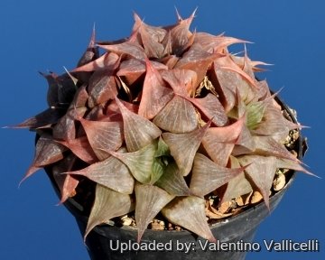 4143 valentino Valentino Vallicelli