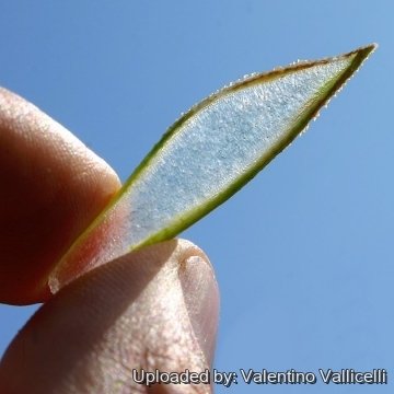 4056 valentino Valentino Vallicelli