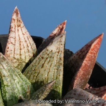 4057 valentino Valentino Vallicelli