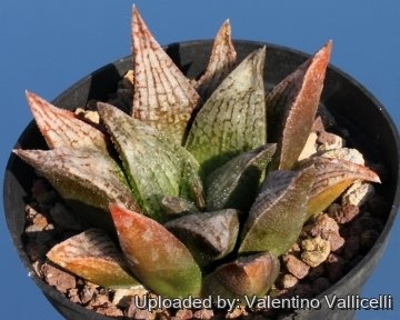 4058 valentino Valentino Vallicelli