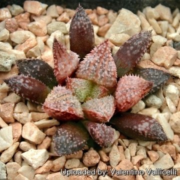 4100 valentino Valentino Vallicelli