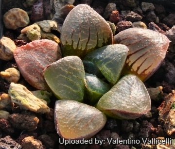 4148 valentino Valentino Vallicelli