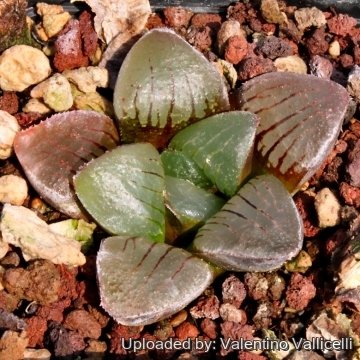 4149 valentino Valentino Vallicelli