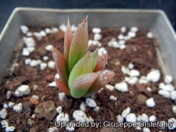 19543 giuseppe2 Giuseppe Distefano