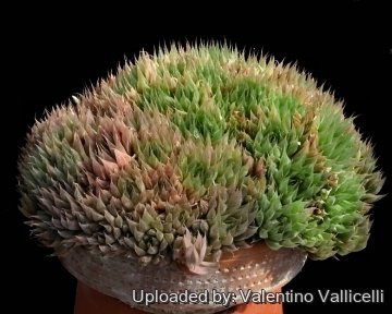 6167 valentino Valentino Vallicelli