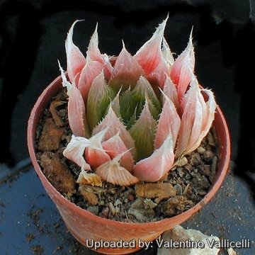 6168 valentino Valentino Vallicelli