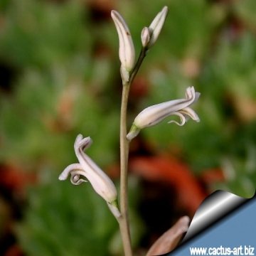 6172 cactus-art Cactus Art