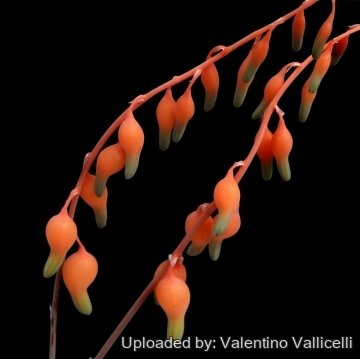 8100 valentino Valentino Vallicelli