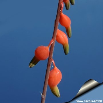 8104 cactus-art Cactus Art