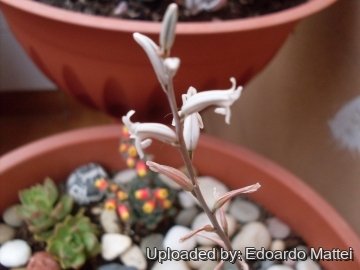 19401 edomat77 Edoardo Mattei