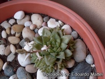 19402 edomat77 Edoardo Mattei