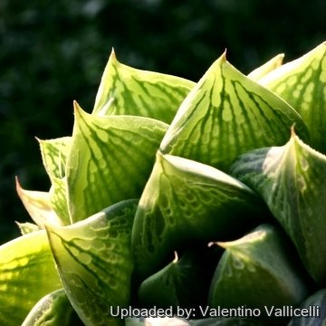 8191 valentino Valentino Vallicelli