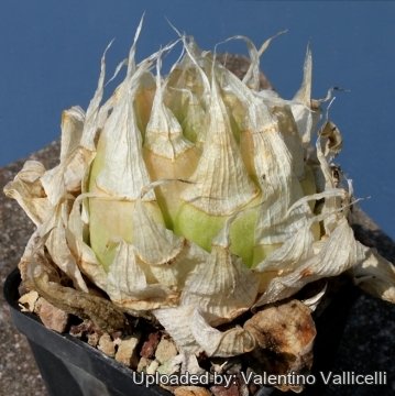 15623 valentino Valentino Vallicelli