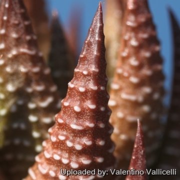 24562 valentino Valentino Vallicelli