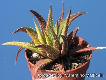 24561 valentino Valentino Vallicelli